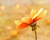 Nature Photography 8x8" Fine Art Photograph  Flower Garden Orange Yellow Golden Petals