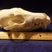 Coyote+skull+anatomy
