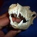 Coyote+skull+anatomy