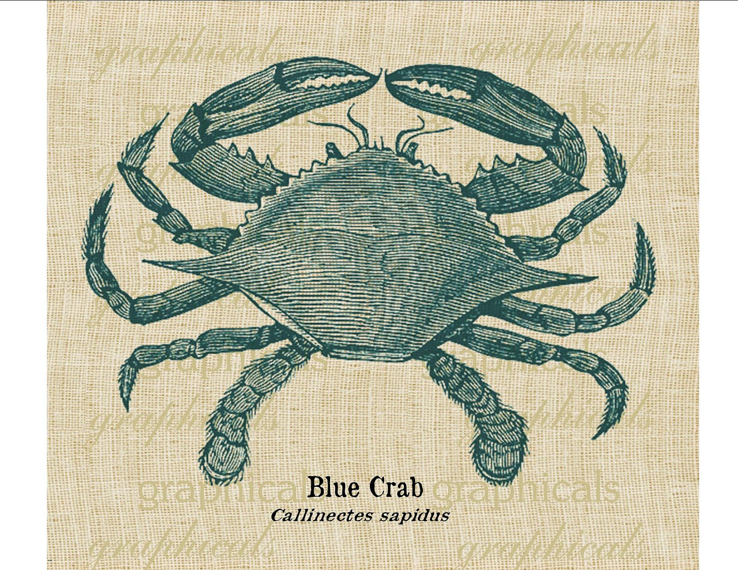 Vintage blue crab digital download image teal ocean for transfer to fabric burlap decoupage paper pillows cards tote bags towels No. 593