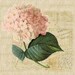 Vintage pink hydrangea French ephemera Digital download graphic image for iron on fabric transfer burlap decoupage pillows tags No. 1709