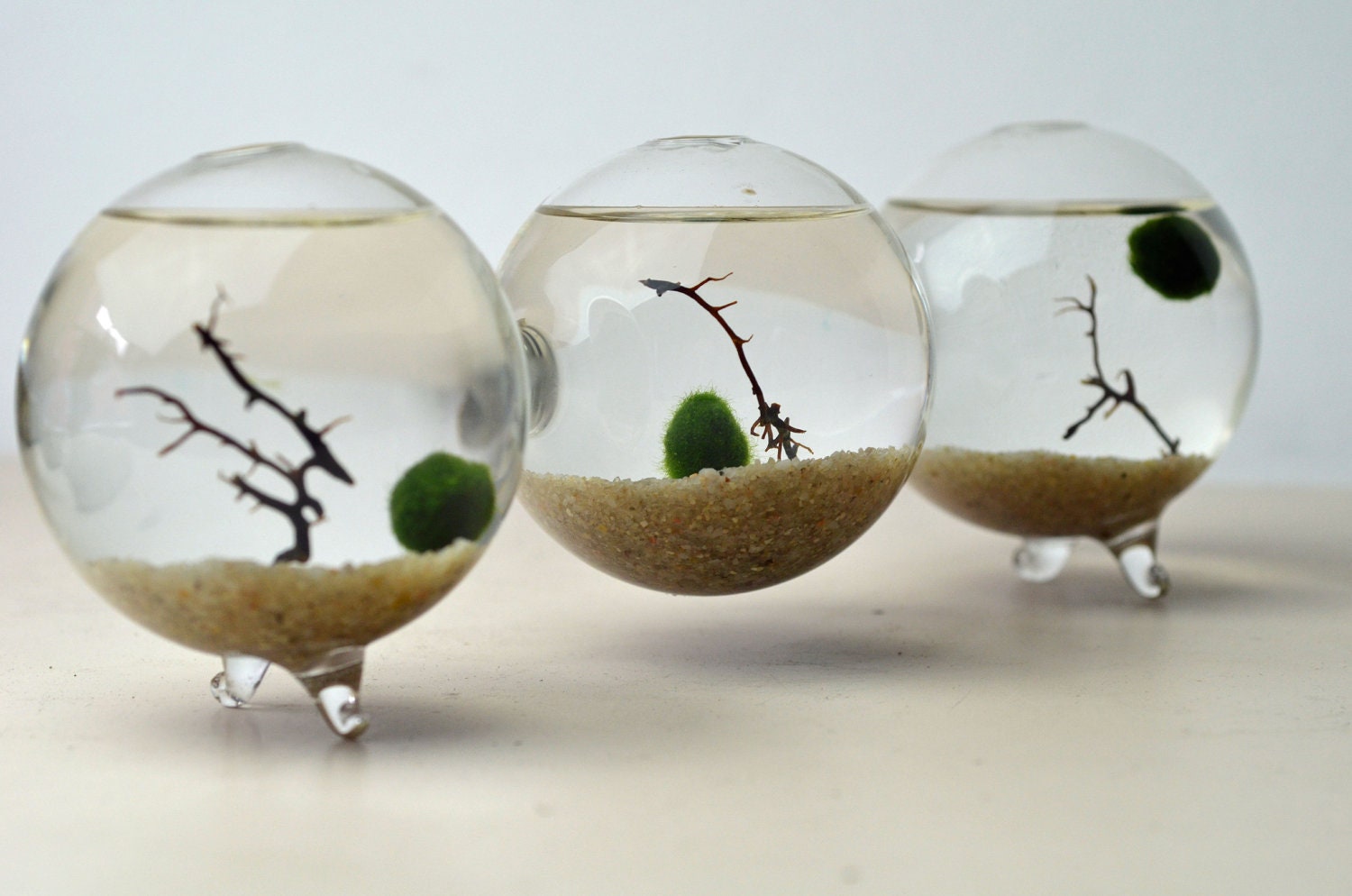 Marimo Terrarium - Japanese Moss Ball - Triple Aquarium - Home and Living - sea fan - sand
