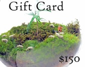Gift Certificate - Pink Serissa Terrariums - Air Plants - Marimo Moss Ball Aquariums -  Moss Terrariums
