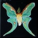 Luna Moth "La Luna" LIMITED EDITION print (ready to hang) by Erin Paul