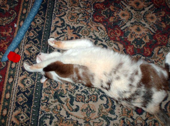 Catnip Toy - Two Snakey Mice Organic Catnip Toys