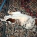 Catnip Toy - Two Snakey Mice Organic Catnip Toys