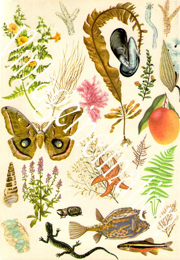 1959 Butterfly Nature Print, Vintage Antique Book Plate print, BUTTERFLY NATURE plate 1 butterflies nature art illustrations