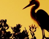 Tropical Silhouette Florida Heron Bird