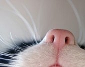 Cat's Nose. Print, 12x12in (30x30cm)