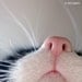 Cat's Nose. Print, 12x12in (30x30cm)