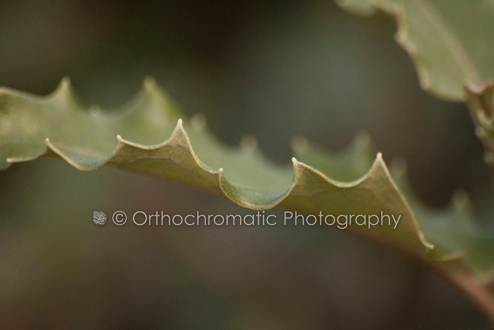 Holly Blade - 10x8" Pearl Mounted Premium Fine Art Nature Photo Print - Affordable Artwork Decor