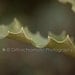 Holly Blade - 10x8" Pearl Mounted Premium Fine Art Nature Photo Print - Affordable Artwork Decor