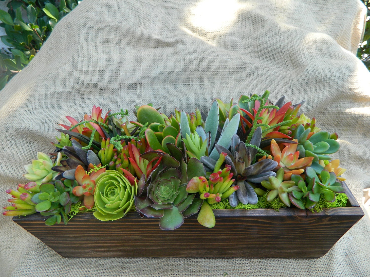 Succulent Centerpieces mikaseven