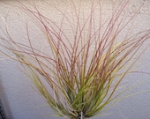 Tillandsia Setacea Clump