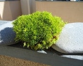 Live Scotch Moss