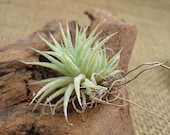 Mini Tillandsia Ionantha Mexico