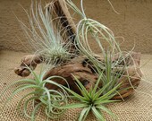 5 Pack Assorted Tillandsia Air Plants Super Sale