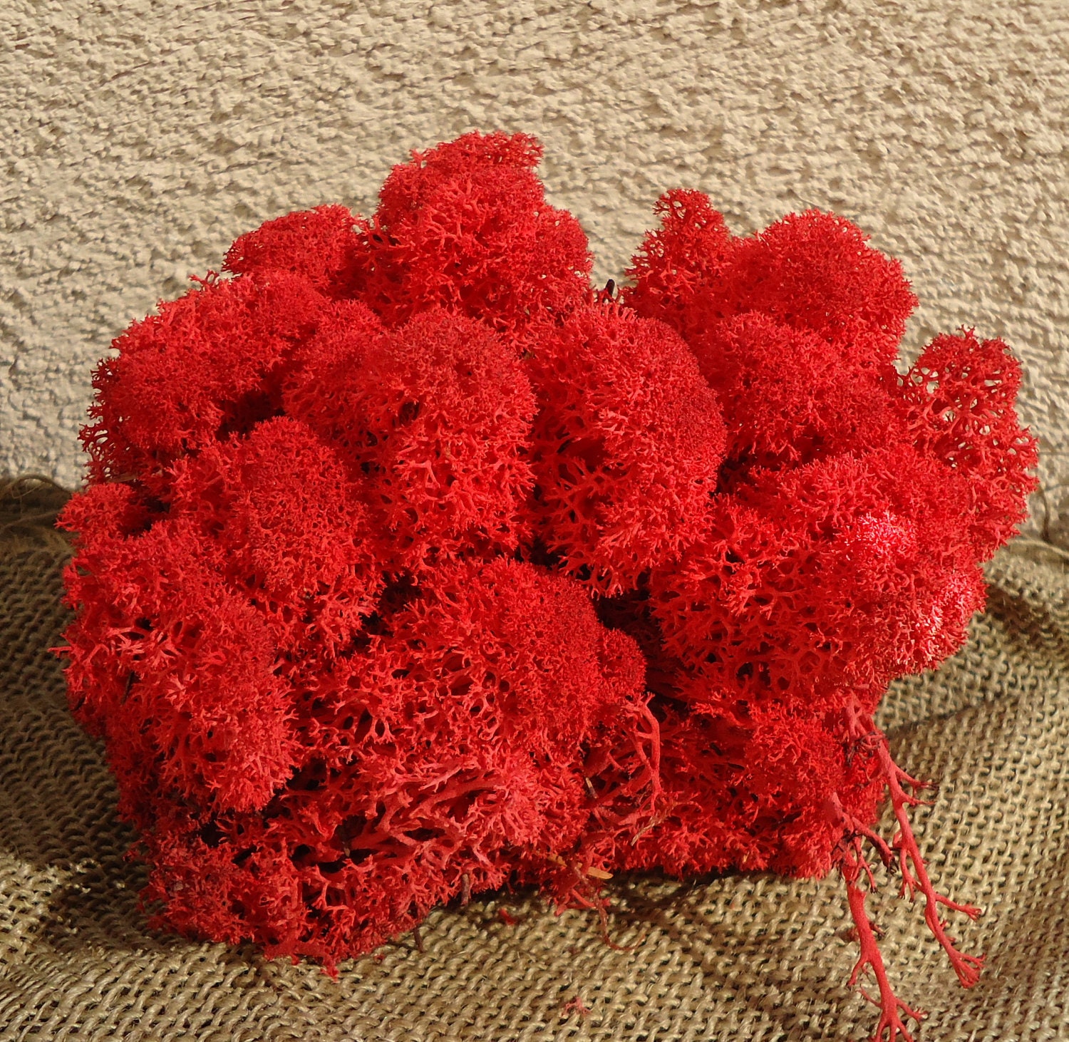 Reindeer Lichen-Red