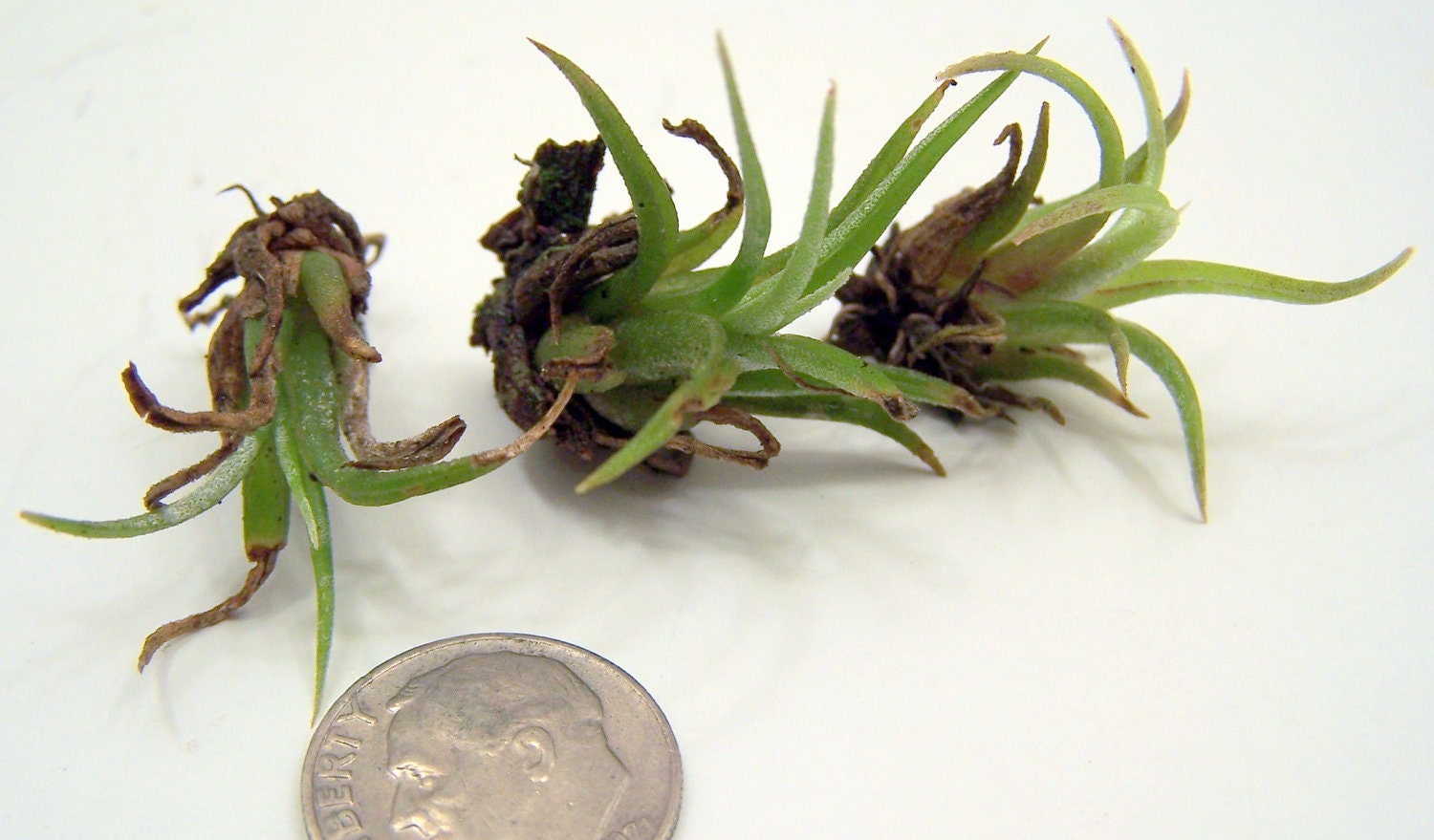 Air plant Succulent Medusae Plant Tillandsia caput-medusae