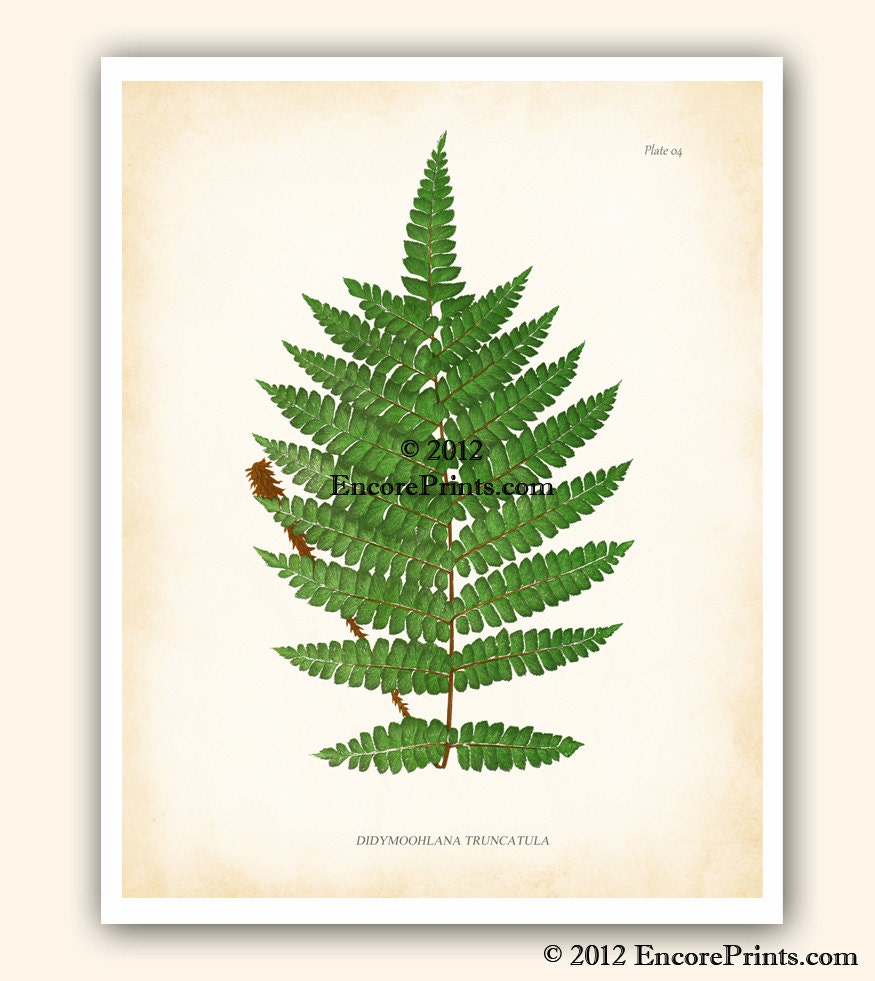 VIntage Botanical Art Print Antique FERN Plate 4 Reproduction 8x10 inches