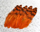 Striped Orange Feathers, Grizzly Hen for Feather Crafts, Jewelry, Millinery