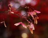 Maple Seeds 8x10 Fine Art Photography Autumn Fall Japanese Maple Rustic Home Decor Wall Art