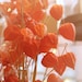 Orange Chinese Lanterns Tangerine Peach Colorful New England Autumn Harvest Fall Thanksgiving, 4 x 6 Fine Art Print