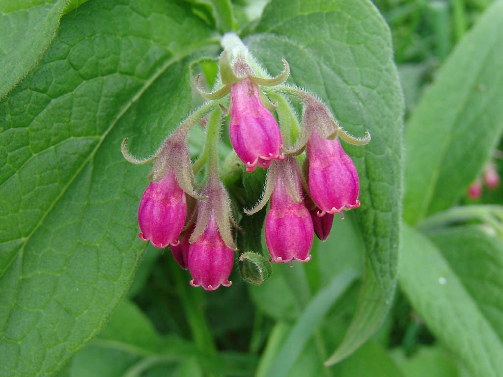 Comfrey Herb - Heirloom - 20 Seeds
