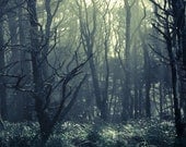 Moody Forest, Olympic National Forest,  8 x10 Photography Art Print