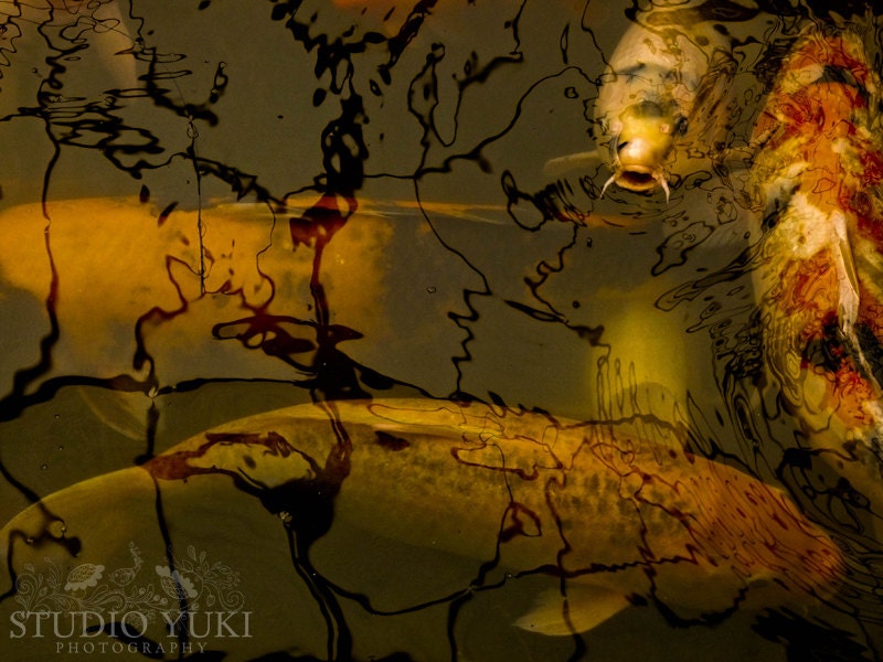 Koi Carp Photo - Fine Art Photography 8x10 - Nature Animals Surreal Dark Orange Gold - The Power of Myth