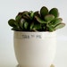 White Planter and Saucer- Speech Bubble- Message