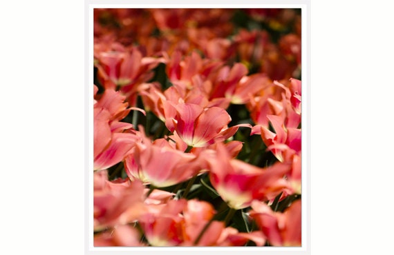 Blush Pink Flower Art Photo, 8x10 print, bathroom wall art, pink tulips, spring fresh flowers, fuchsia pink flowers, guest room decor art