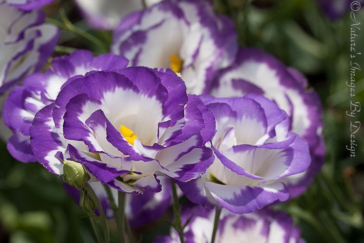 LIMITED Edition Notecards - 12 Purple Flower Notecards - 4X6 Flat Notecards, Celebrity Gifting
