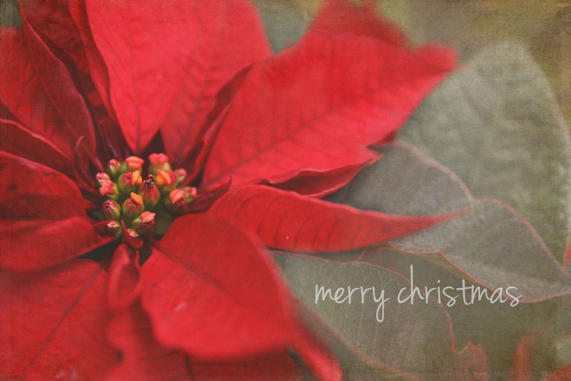 Merry Christmas, 10x15cm blank photo card, premium quality greeting card