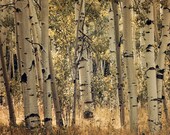 Aspen trees in fall colors sepia fine art photograph print 11x14