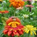 Waldorf Flower Fairy, Spring, Handmade, Wee Folk / Little People