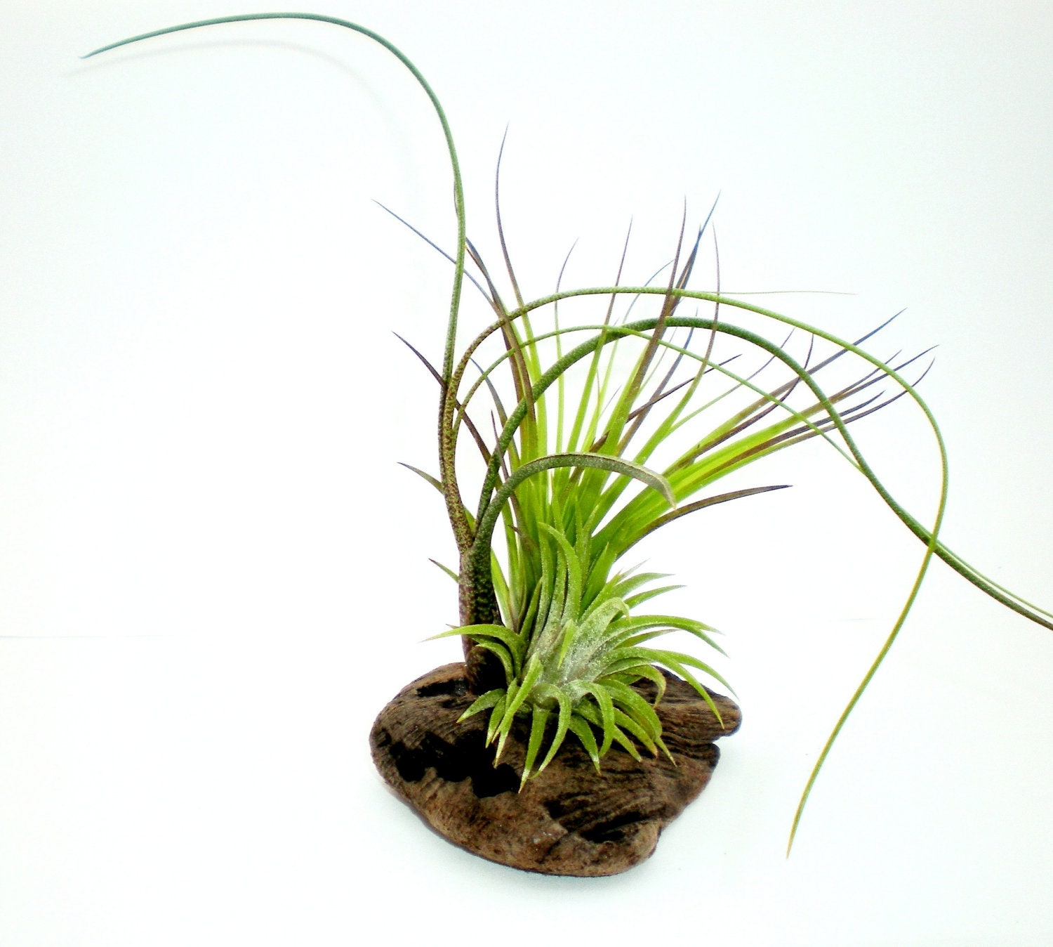 Air Plants on Driftwood: Tillandsia Table Garden