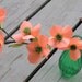 Dogwood blossoms-Paper flowers