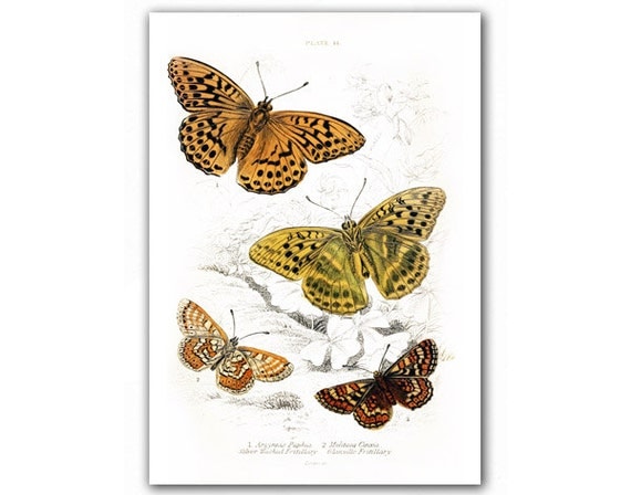 Amazing Butterflies, Natural History illustration printed on Parchment paper. Buy 3 and get 1 FREE, Nursery room art
