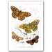 Amazing Butterflies, Natural History illustration printed on Parchment paper. Buy 3 and get 1 FREE, Nursery room art