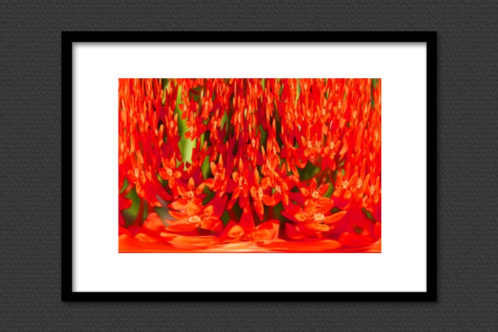 One Hot Summer in Red 20X30 Large Fine Art Photography Print - Photograph Photo Flower Flowers Artistic Fun Colorful Wall Decor