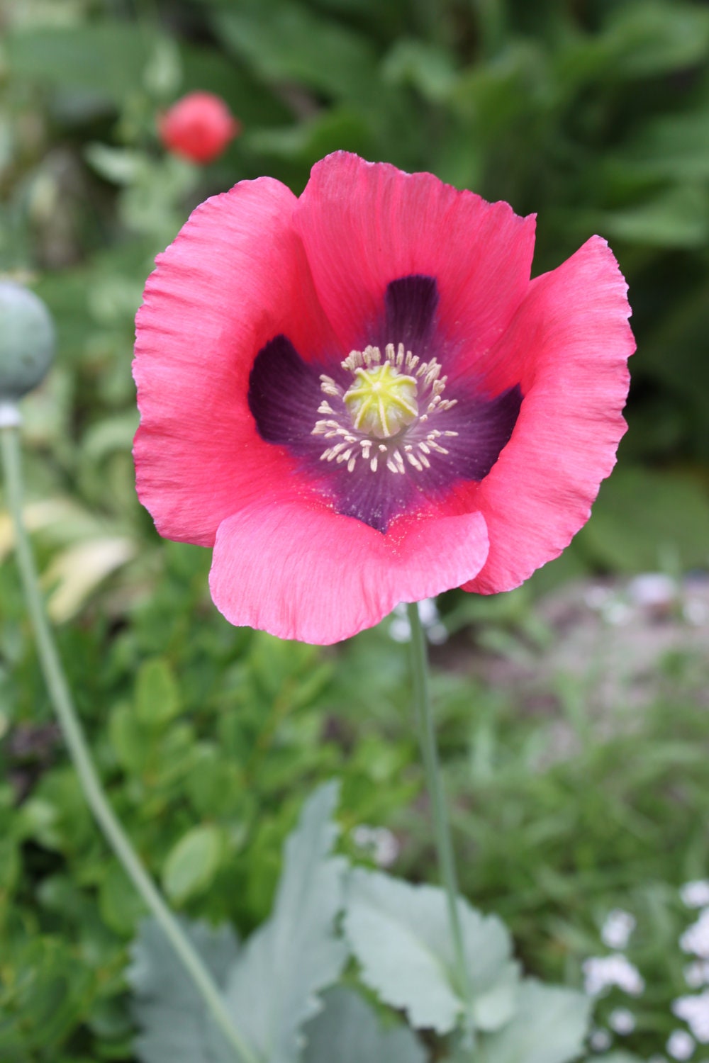 Pink Paperver Somniferum Seeds 2012