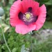 Pink Paperver Somniferum Seeds 2012