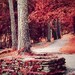 Red colors of autumn, surreal photo, red trees, forest, print you can frame for your wall