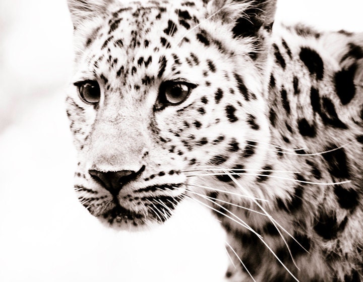 Leopard Wall Art, Fine Art Sepia Photograph, Animal Photography - Monochrome Home Decor Photos 11x14
