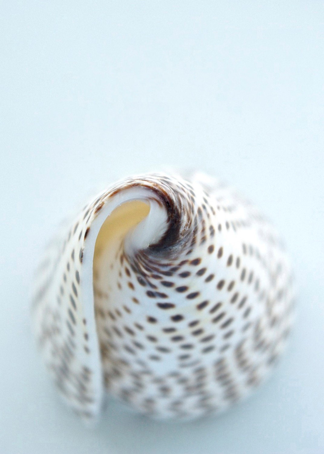 Sea Shell Dreamy White Brown Pale Light Blue Seashell 5x7 Photography Print