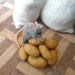 little rat on a stack of potatoes 1:12