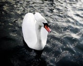 Beautiful Swan Photograph, White Swan, Bird, Pond, Mingus Park, Wildlife, 8 x 10 Fine Art Print