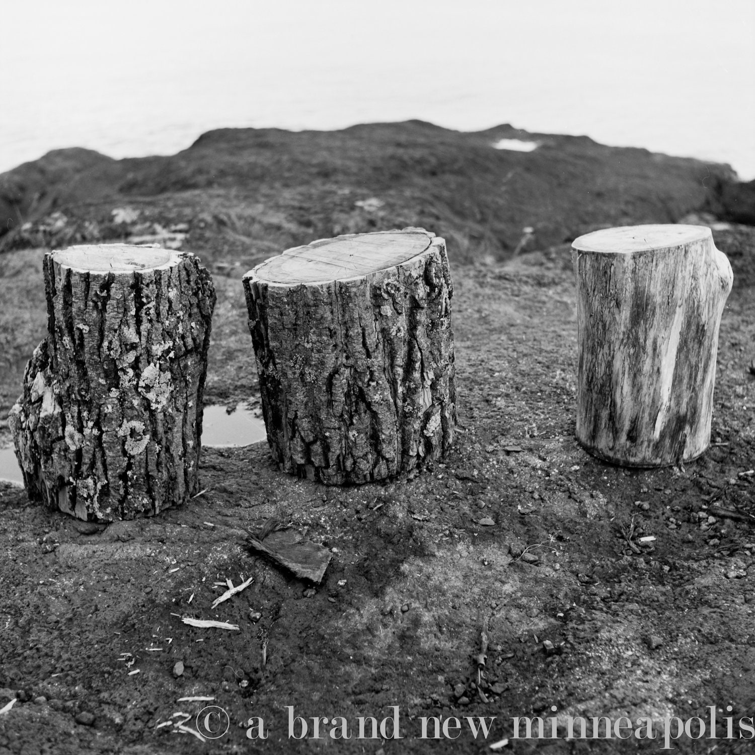 Three Tree Stumps on the Shore of Lake Superior, 10 x 10" film photograph