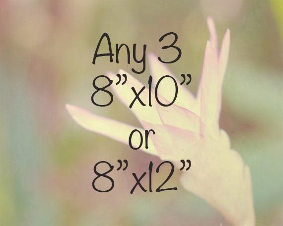 Set of photo, 8"x10", 8"x12", Choose any 3, saved 20%, mix and match, holiday gifts, wall decor